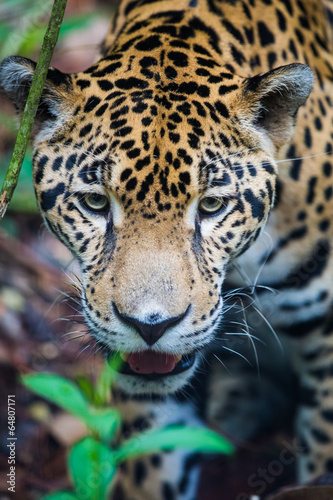 Jaguar in jungle © jamenpercy