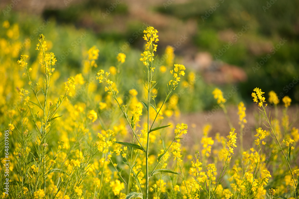 Obraz premium Rapeseed field.