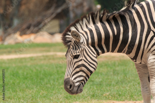 Zebra