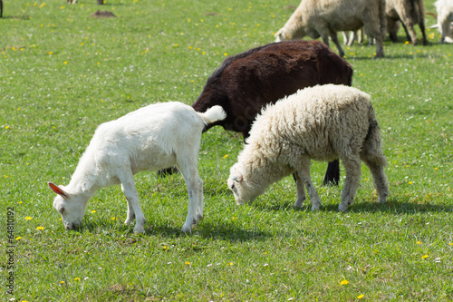 Goats and sheep photo