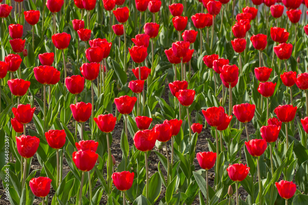 A lot of tulips