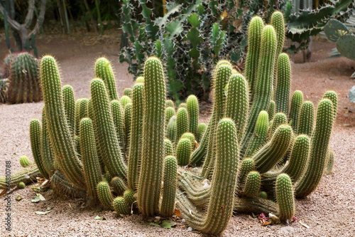 Cactus du Jardin de Majorelle à Marrakech au Maroc