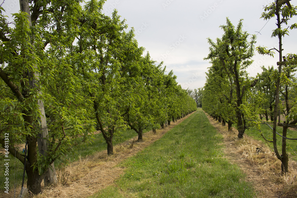 Peach trees rows