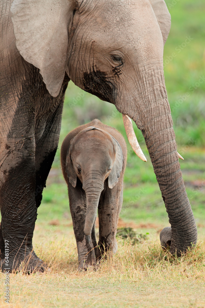 Obraz premium Słoń afrykański z łydką, Park Narodowy Amboseli