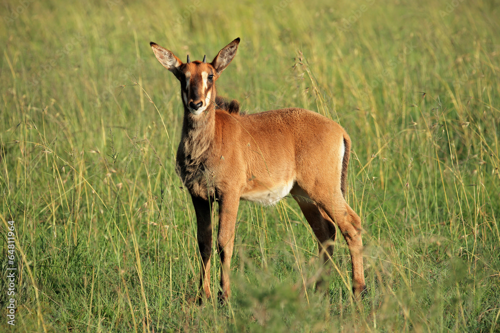 Fototapeta premium Sable antelope calf