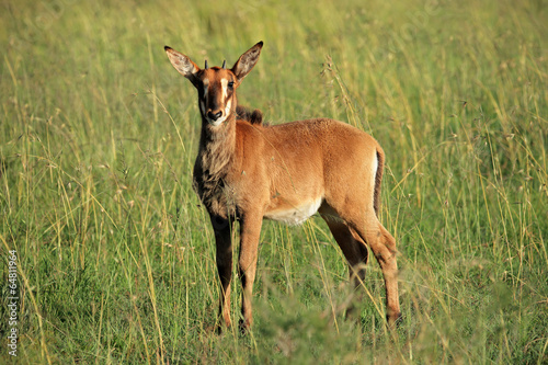 Sable antelope calf