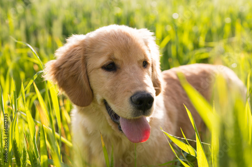 Cucciolo di golden retriever con la lingua fuori