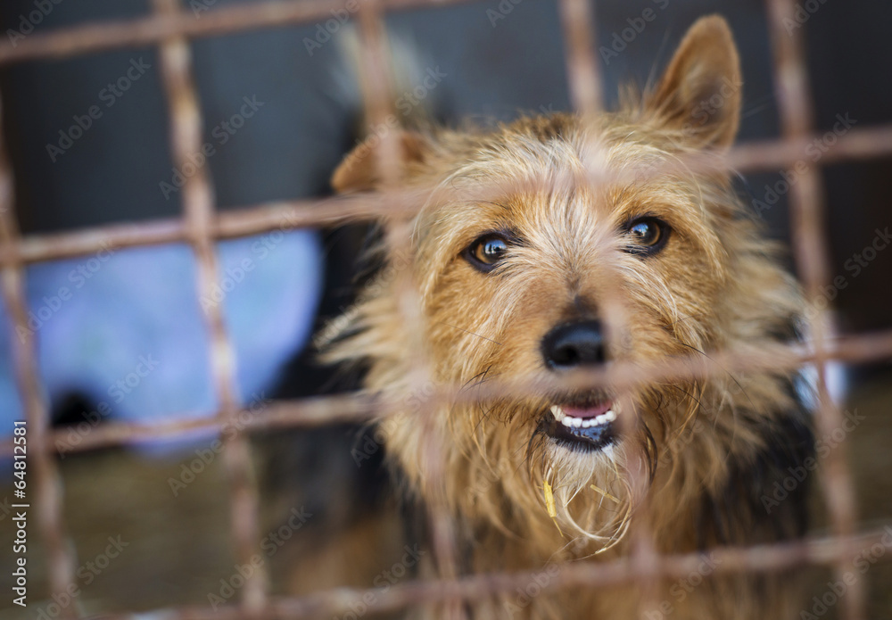 Naklejka premium Dog in cage
