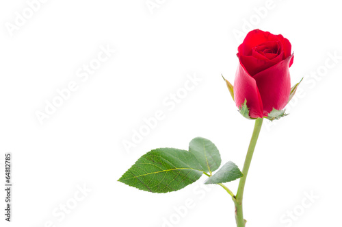 Fototapeta Naklejka Na Ścianę i Meble -  Red rose