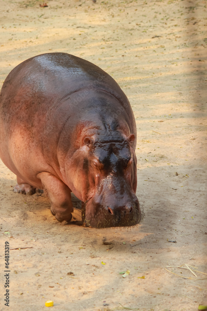Hippopotamus