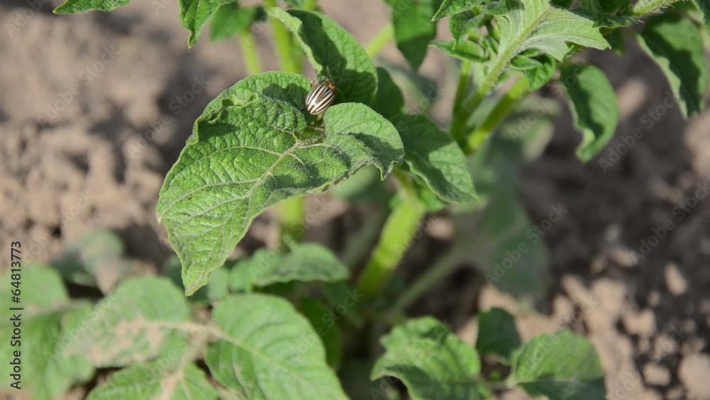 colorado beetle potato bug walk on potato plant leaves in garden colorado beetle potato bug walk on potato plant leaves in garden