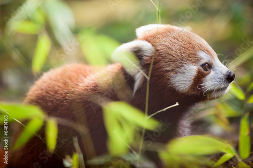 Fototapeta Naklejka Na Ścianę i Meble -  Beautiful red panda in natural habitat
