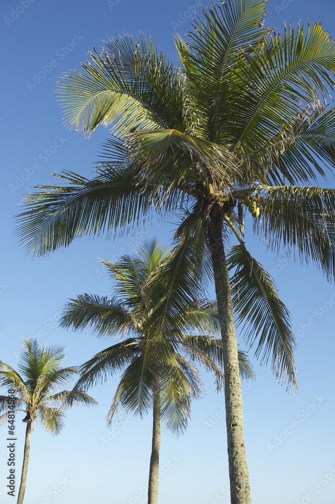 Coconut Palm Trees Standing in Blue Sky Coconut Palm Trees Standing in Blue Sky