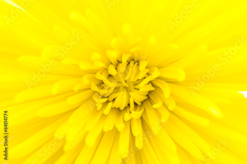 Yellow flower isolated on white background