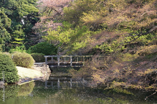 beautiful japanese garden and landscape in spring season