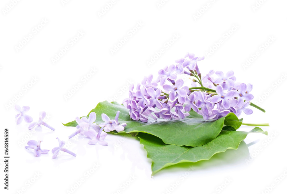 Naklejka premium Lilac