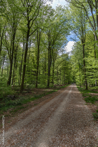 chemin forestier © Olympixel