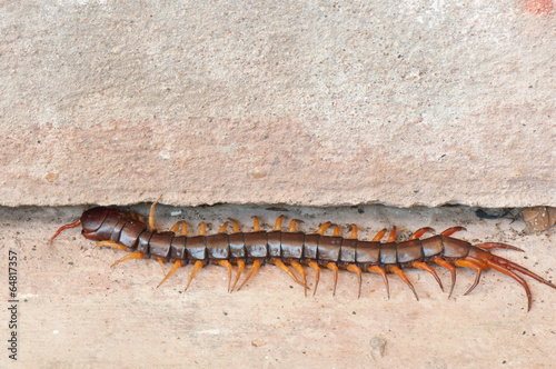 Centipede © peangdao