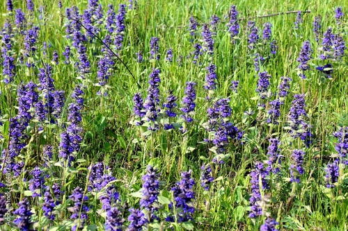 ajuga on the meadow