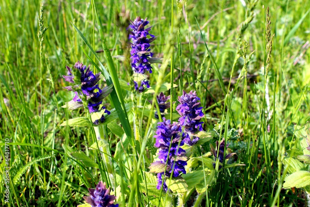 ajuga on the meadow