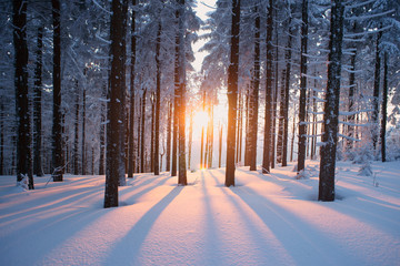 Tableau sur plexiglas Hiver Forêt hivernale dorée au coucher du soleil  © psynovec