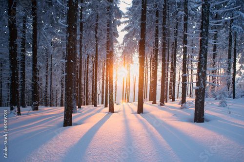 Sunset in the wood in winter period © psynovec