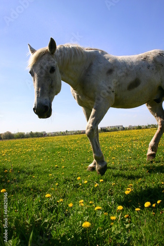 Ciekawski koń