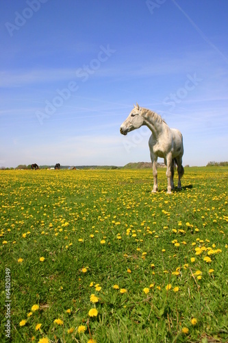 Żółta łąka z zapatrzonym koniem
