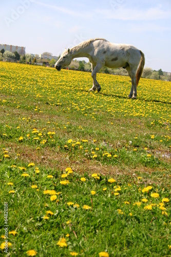 Łąka i koń