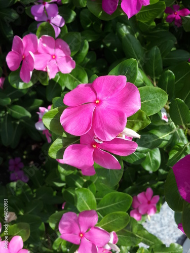 petunia