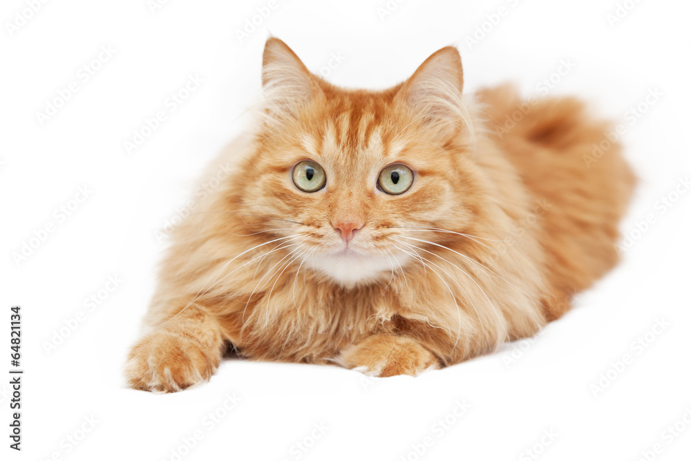 fluffy red  cat  isolated on white background