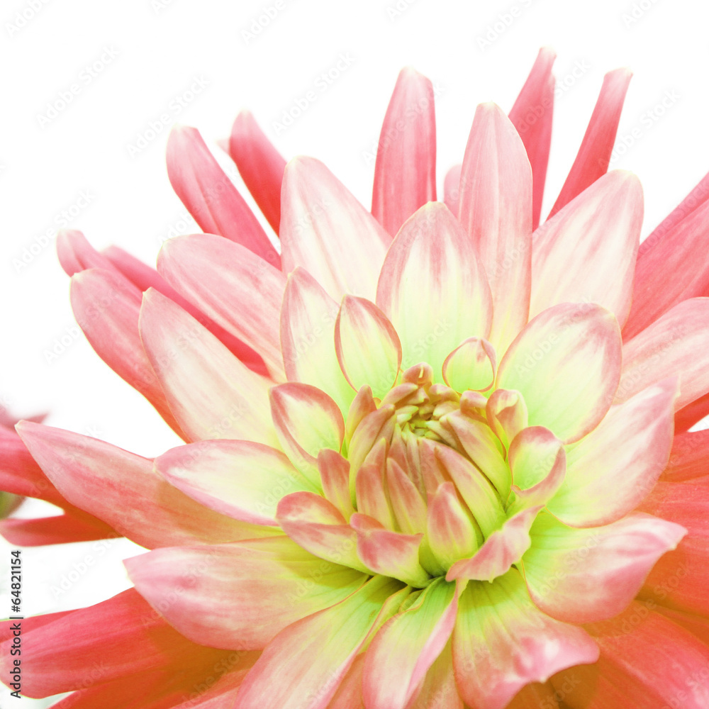 Chrysanthemenblüte Chrysanthemenblüte