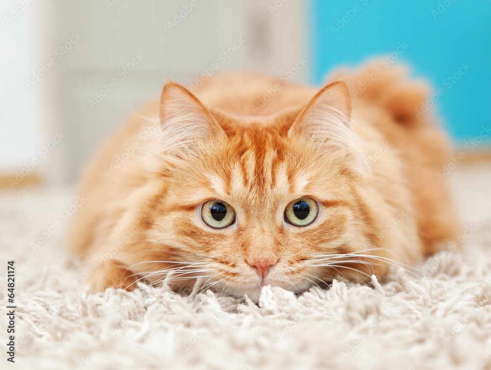 Fototapeta premium zabawny puszysty rudy kot leżący