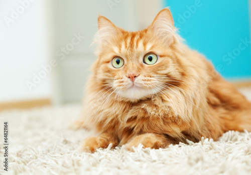 funny fluffy ginger cat lying