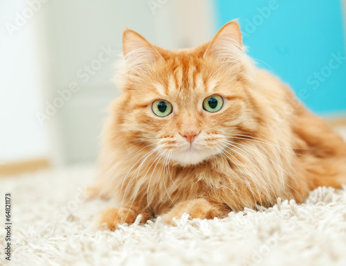 Fototapeta Naklejka Na Ścianę i Meble -  funny fluffy ginger cat lying