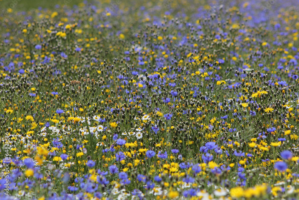 Fototapeta premium Blumenwiese