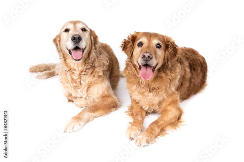 Golden Retriever dog on a white background