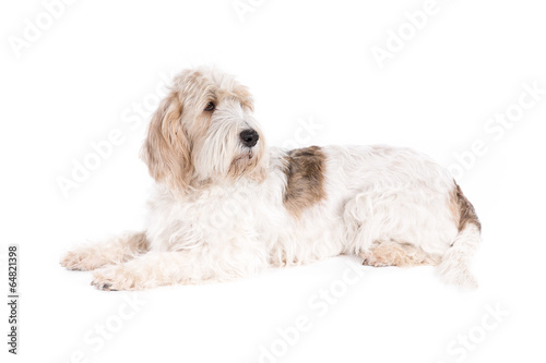 Grand Basset Griffon Vendeen dog on white background
