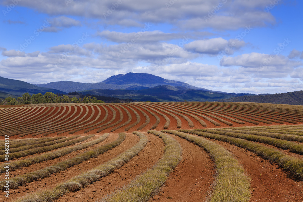Lavender Rows Distant Mountain Lavender Rows Distant Mountain