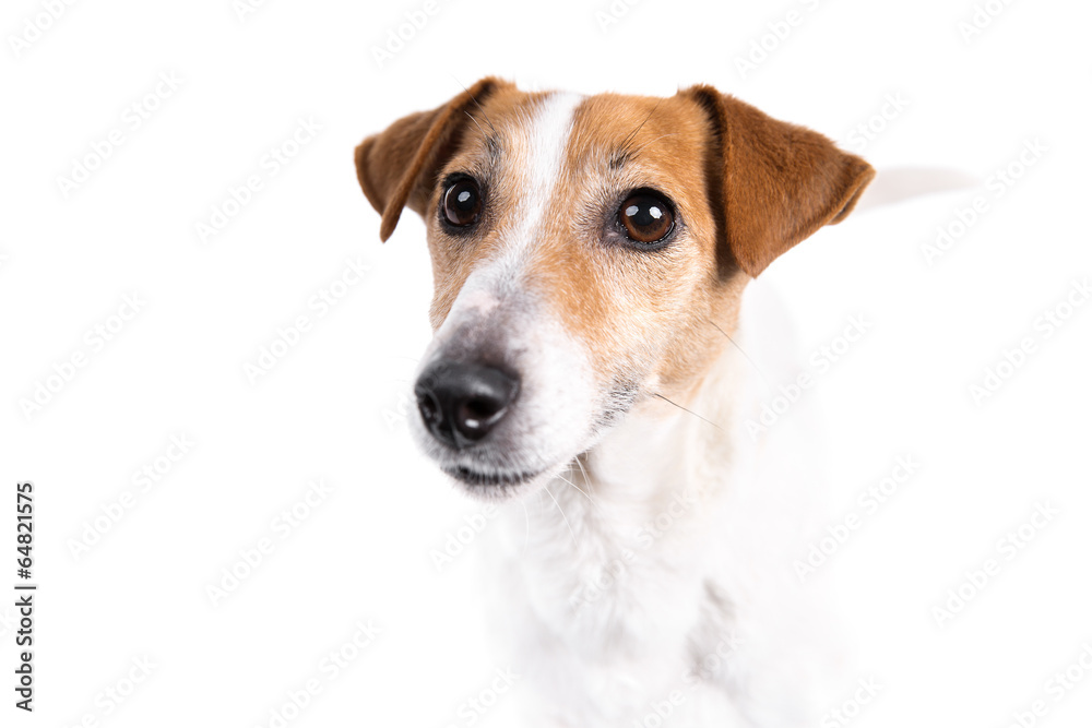 Jack Russell Terrier dog on white background