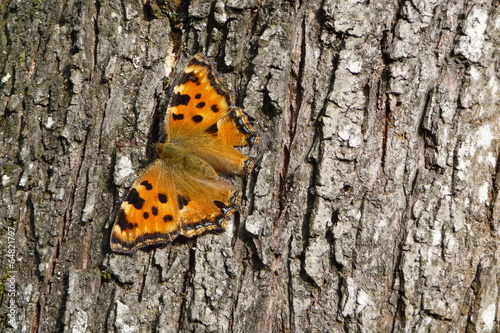 Petite Tortue (Aglais urticae)