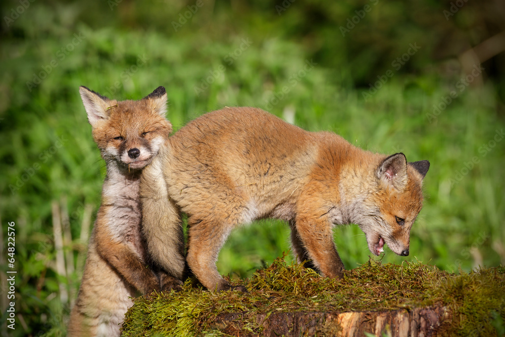 Young red foxes at play