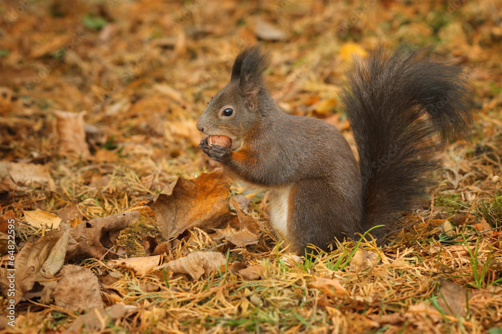 Red squirrel foraging under a hazelnut tree Red squirrel foraging under a hazelnut tree
