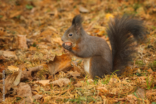 Red squirrel foraging under a hazelnut tree