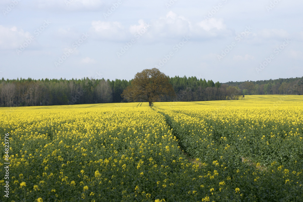 Obraz premium Am Rapsfeld