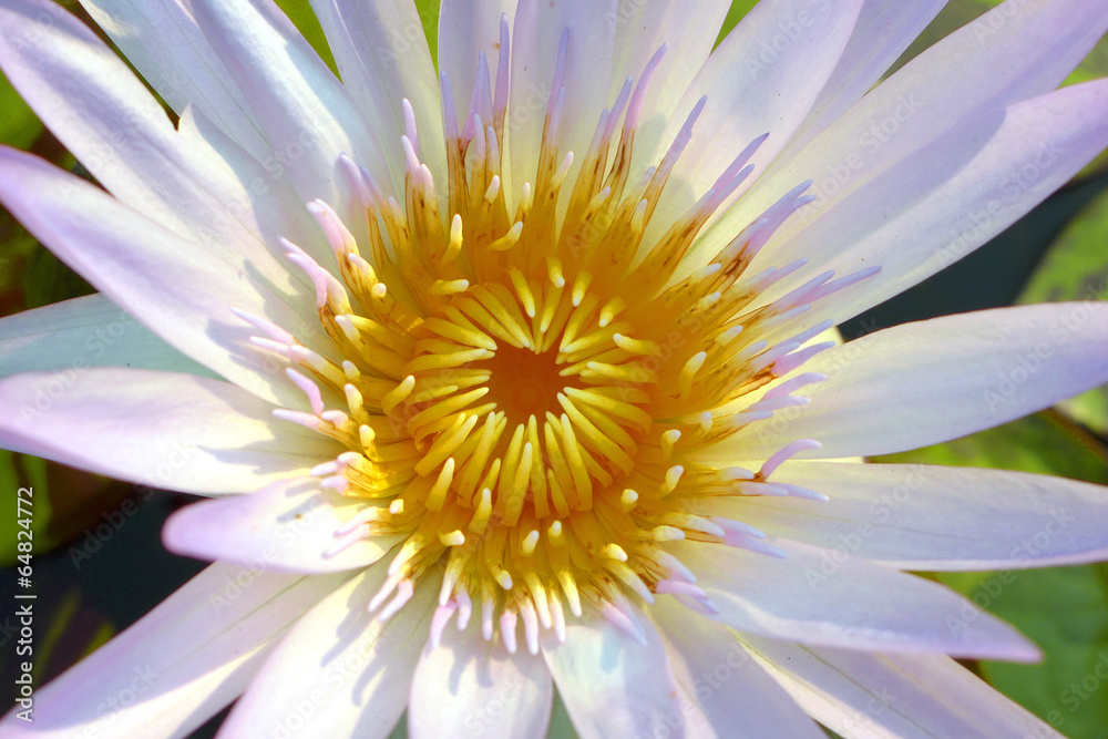 Obraz premium Beautiful lotus background