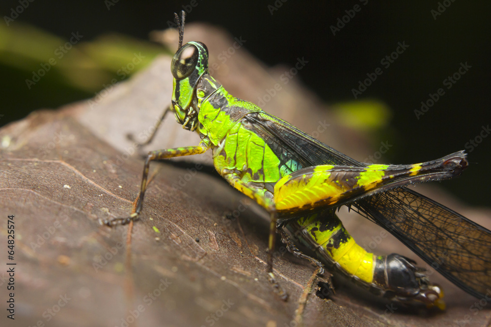 Macro of a monkey or matchstick grasshopper (Eumastacidae)
