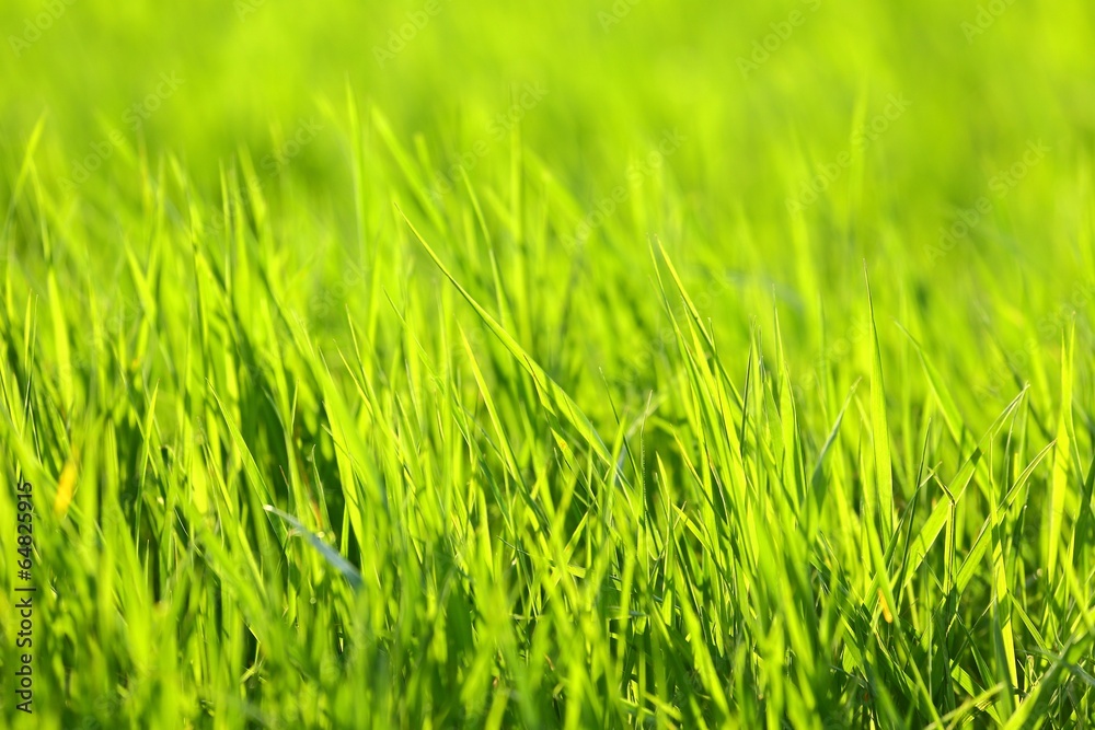 Green Grass Green Grass