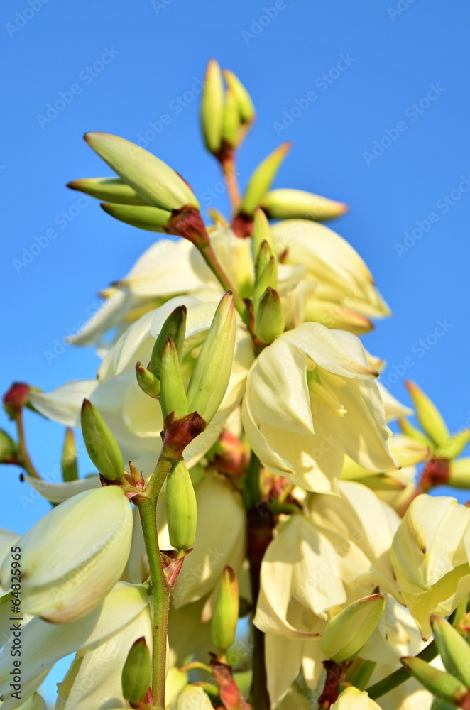 Obraz premium Yucca