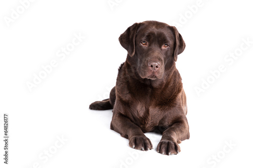 Labrador retriever dog on a white background